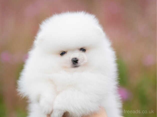 Small white and cream Pomeranian boys for sale in Livingston, West Lothian