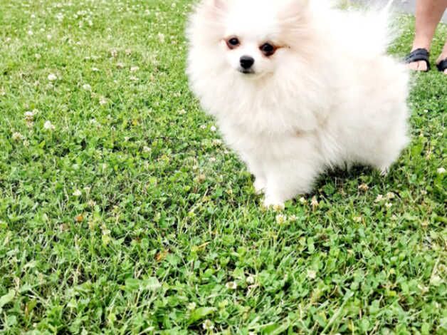 Snow white Pomeranian boy for sale in Peterborough, Cambridgeshire