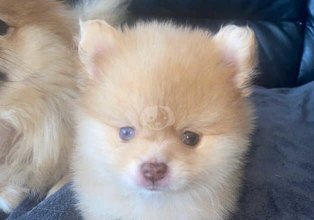 Split eye rare Merle tiny Pomeranian for sale in Diss, Norfolk