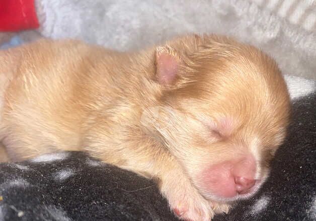 Pomeranian Puppies for sale