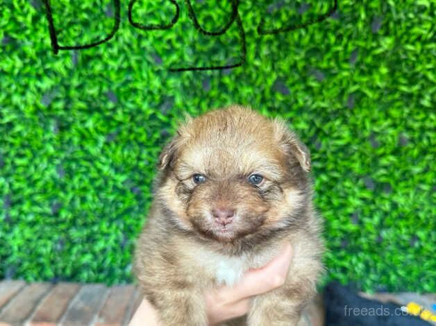 Stunning boy Pomeranian puppies for sale in Manchester, Greater Manchester