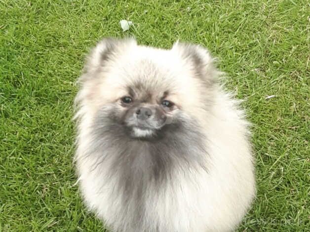 Stunning cream sable pomeranian for sale in Castleford, West Yorkshire