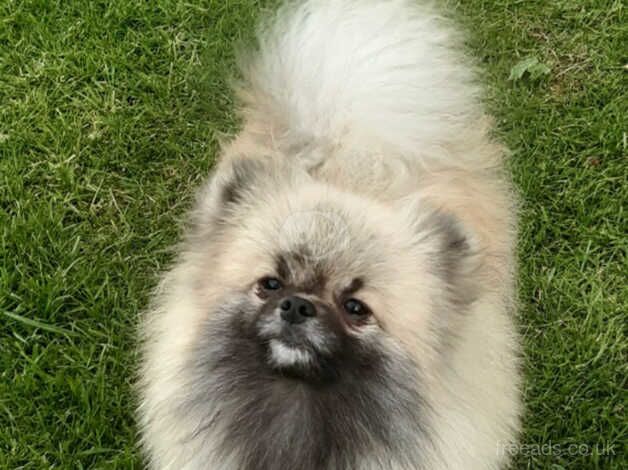 Stunning cream sable pomeranian for sale in Castleford, West Yorkshire - Image 2