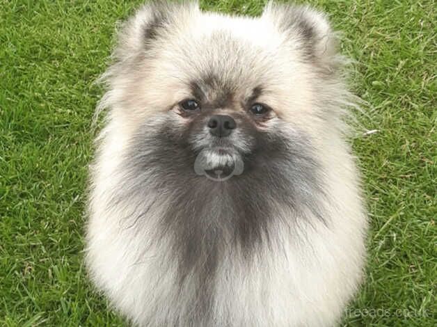 Stunning cream sable pomeranian for sale in Castleford, West Yorkshire - Image 3