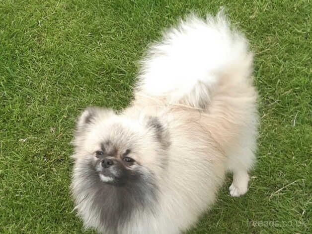 Stunning cream sable pomeranian for sale in Castleford, West Yorkshire - Image 4