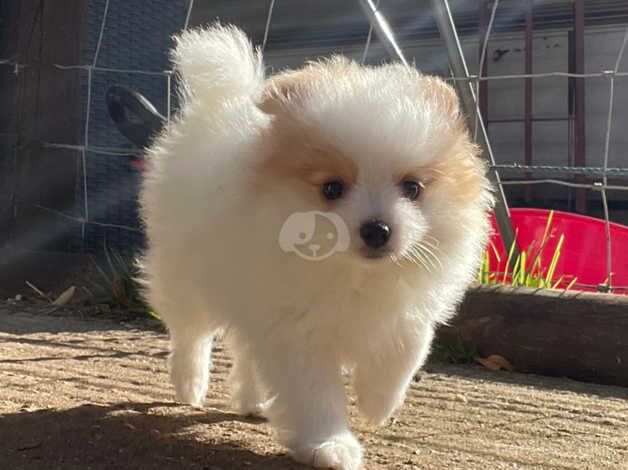 Stunning female Pom Puppy for sale in Chertsey, Surrey