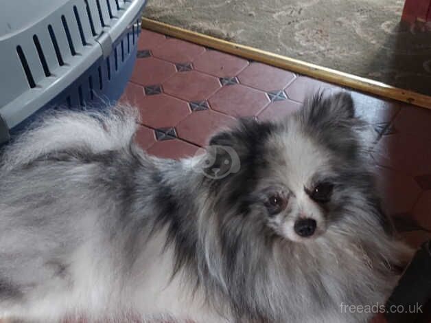 Stunning fluffy pomeranian for sale in Rhyl, Denbighshire