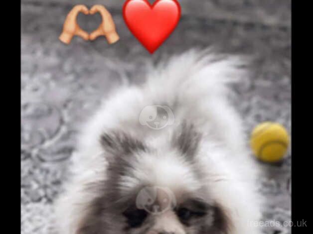 Stunning fluffy pomeranian for sale in Rhyl, Denbighshire - Image 2