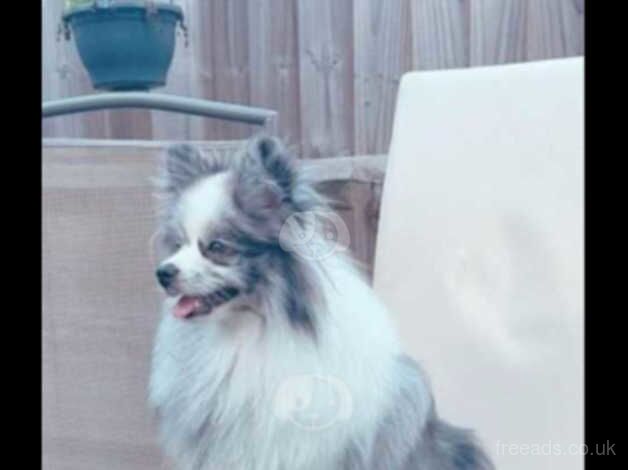 Stunning fluffy pomeranian for sale in Rhyl, Denbighshire - Image 4