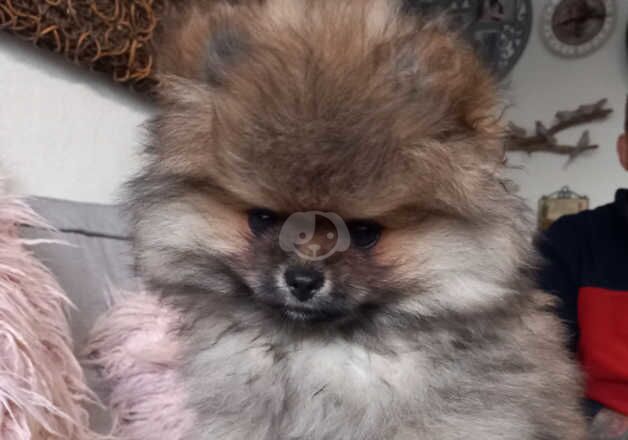 KC Registered Pomeranian Puppies for sale in Wiltshire