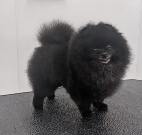 Stunning KC Pomeranian females for sale in Bradford, West Yorkshire - Image 1