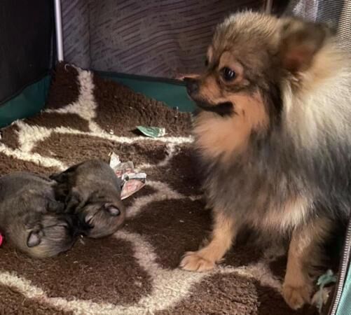 Stunning KC Pomeranian females for sale in Bradford, West Yorkshire - Image 2