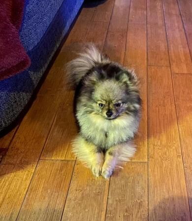 Stunning KC Pomeranian females for sale in Bradford, West Yorkshire - Image 3