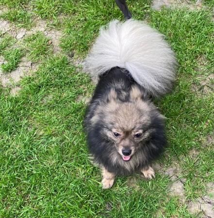 Stunning KC Pomeranian females for sale in Bradford, West Yorkshire - Image 4