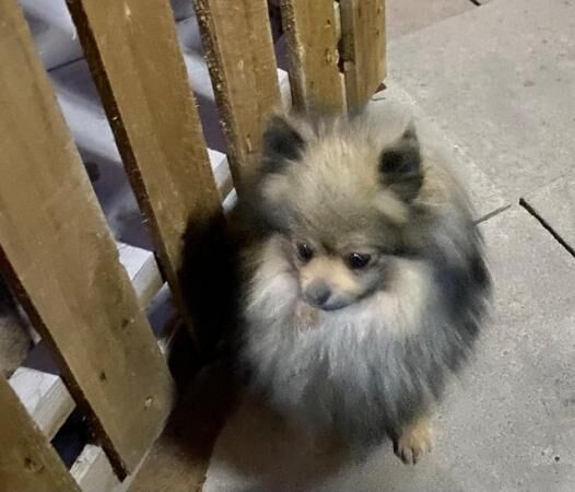 Stunning KC Pomeranian females for sale in Bradford, West Yorkshire - Image 5