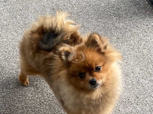 Pomeranians for sale in Newton Abbot, Devon