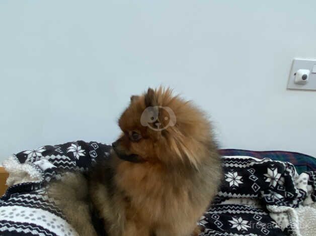 Pomeranian Puppies for sale