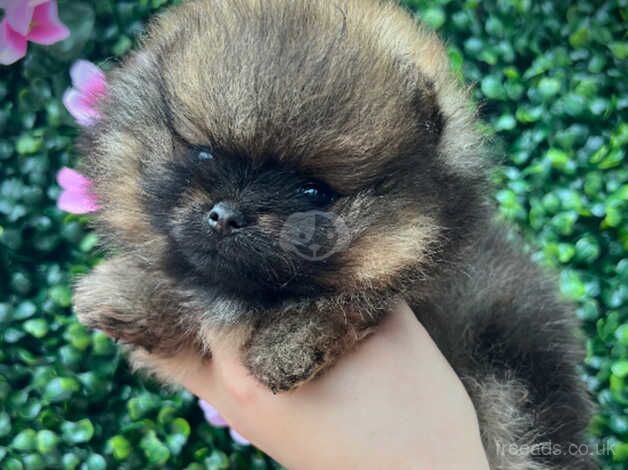 ** STUNNING KC REGISTERED POMERANIAN FEMALE ** for sale in Plymouth, Devon