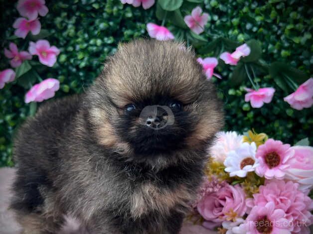 Pomeranians for sale in Plymouth, Devon