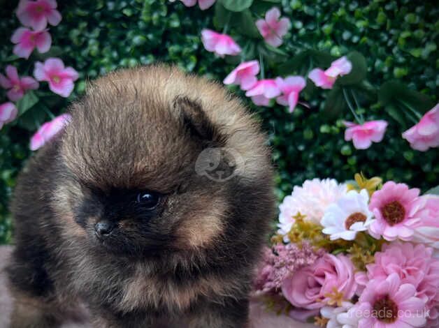 KC Registered Pomeranian Puppies for sale in Devon