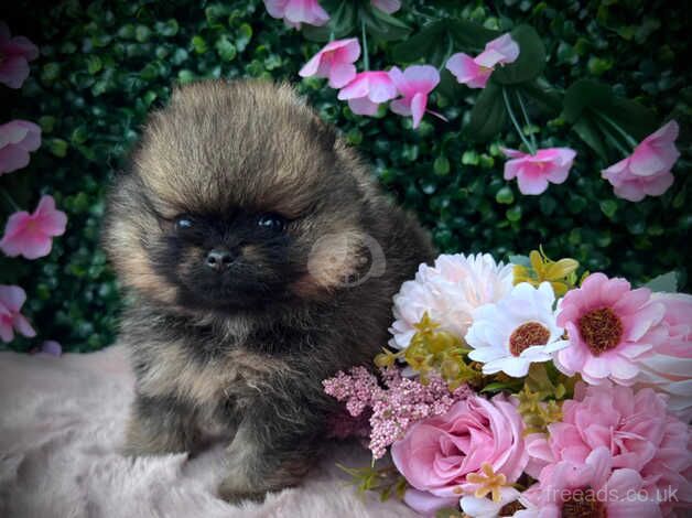 Pomeranian Puppies for sale