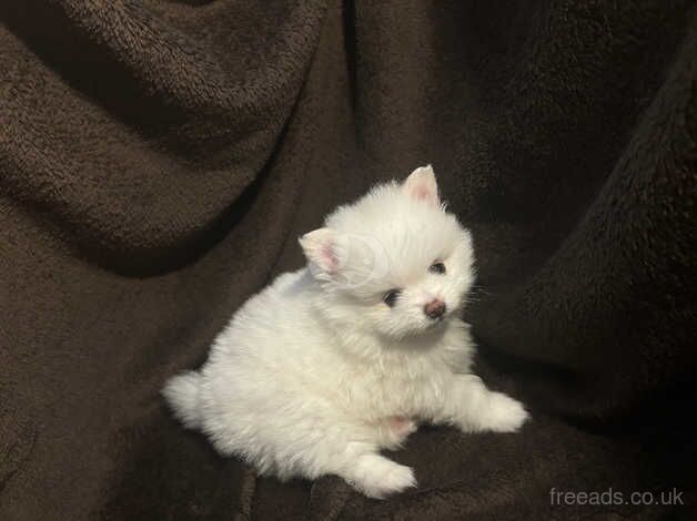 stunning kc registered pomeranian pups for sale in Portsmouth, West Yorkshire