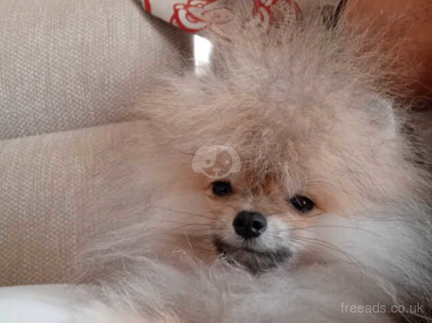 Stunning male pomeranian for sale in Norwich, Norfolk