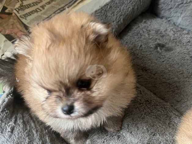 Stunning orange tiny poms for sale in Larkhall, South Lanarkshire - Image 2