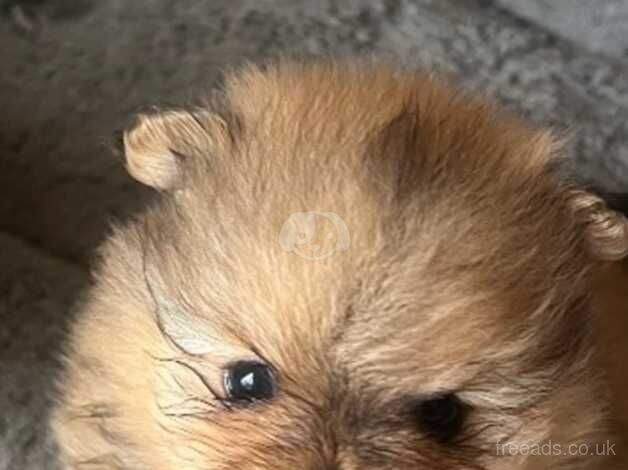 Stunning orange tiny poms for sale in Larkhall, South Lanarkshire - Image 3