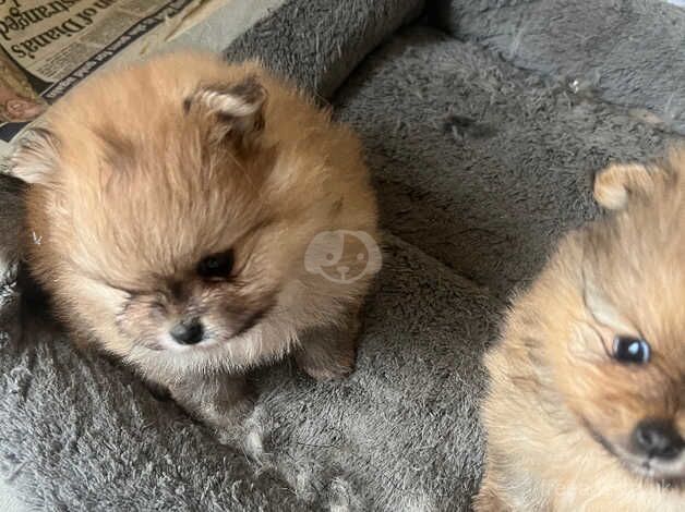 Stunning orange tiny poms for sale in Larkhall, South Lanarkshire - Image 4