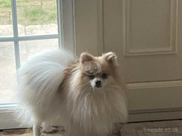 stunning pom boy for sale in Doncaster, South Yorkshire - Image 1