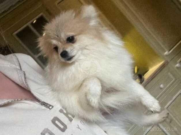 stunning pom boy for sale in Doncaster, South Yorkshire - Image 2