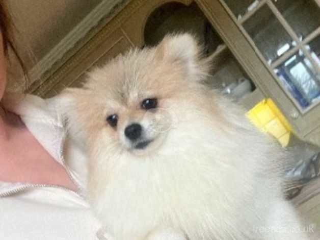 stunning pom boy for sale in Doncaster, South Yorkshire - Image 3