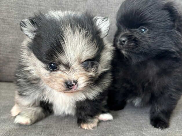 Stunning pom girls, blue lilac merle/ black for sale in Tonbridge, Kent