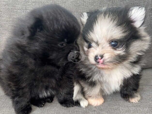 Stunning pom girls, blue lilac merle/ black for sale in Tonbridge, Kent - Image 2