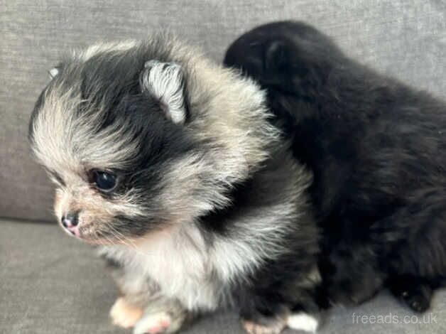 Stunning pom girls, blue lilac merle/ black for sale in Tonbridge, Kent - Image 3