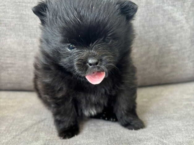 Pomeranian Puppies for sale