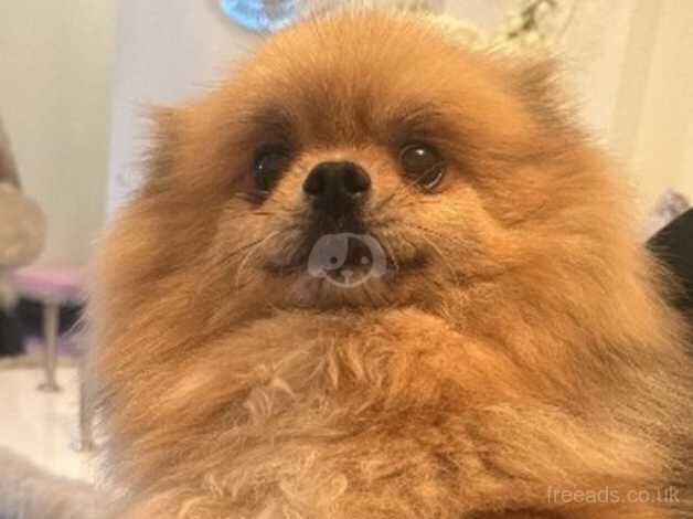 Stunning Pomeranian puppies for sale in Cambridge, Cambridgeshire