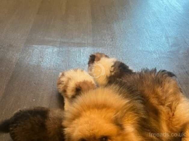 Pomeranians for sale in Cambridge, Cambridgeshire