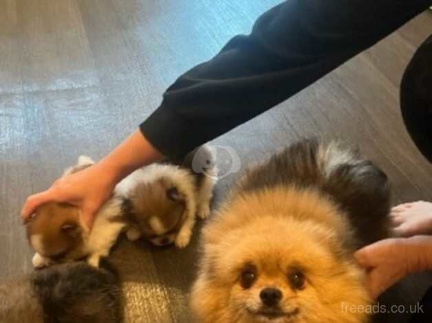 Pomeranian Puppies for sale in Cambridgeshire