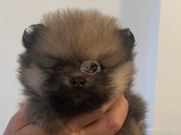 Pomeranian Puppies for sale