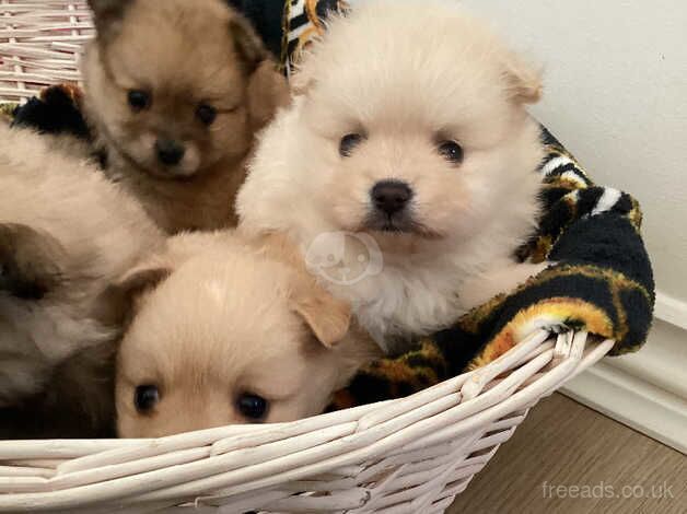 Stunning Pomeranian puppies for sale in Seaford, East Sussex