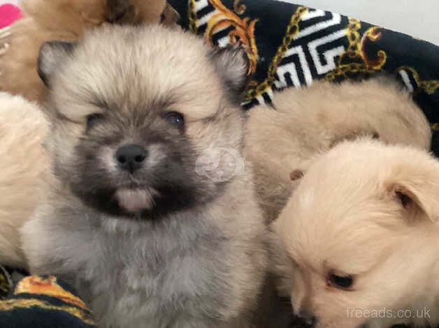 Pomeranians for sale in Seaford, East Sussex