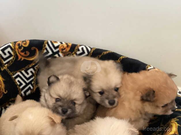 Pomeranian Puppies for sale