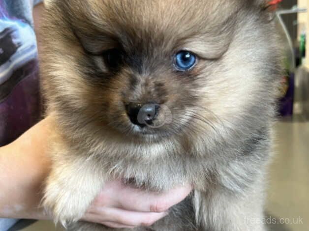 STUNNING POMERANIAN PUPPIES READY IN 1 WEEK for sale in Newcastle upon Tyne, Tyne and Wear - Image 1