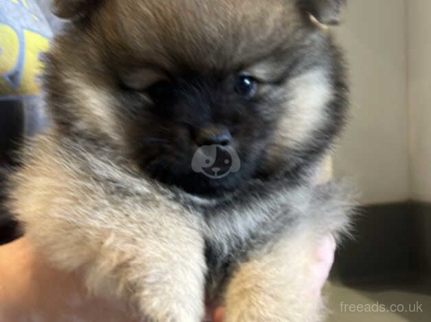 STUNNING POMERANIAN PUPPIES READY IN 1 WEEK for sale in Newcastle upon Tyne, Tyne and Wear - Image 2