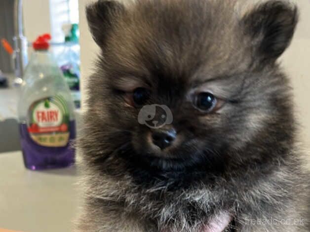 Pomeranian Puppies for sale in Tyne and Wear