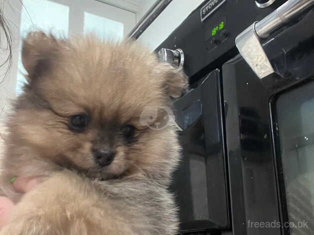 Pomeranian Puppies for sale