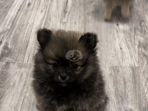 STUNNING POMERANIAN PUPPIES READY IN 1 WEEK for sale in Newcastle upon Tyne, Tyne and Wear - Image 5