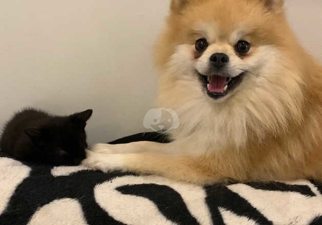 Stunning pomeranian puppy's for sale in Glasgow, Glasgow City